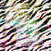 zebra splat