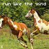 run like the wind
