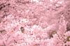 Monet Style Cherry Blossoms