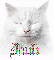 White cat-Judi
