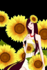 doll sunflowers