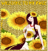 doll sunflowers