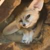  Cute Fennec Fox