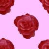 Red Rose with Pink BG - background