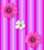 Pink Flowers and Stripes Background