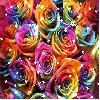Background - Rainbow Sparkle Roses