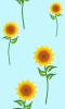 Sunflower Background 