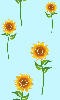 Animated sunflowers 