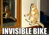 biker kitty