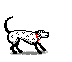 Dalmation catching frisbee