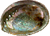 abalone seashell