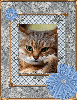 frame in cat