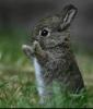 Cute Little Bunny