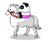 Pandy on a White Horse