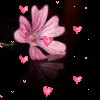 Background - Pink Flower Floating Hearts