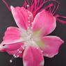 Background - Pink Lily