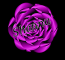 Background - Purple Flower - Shonna