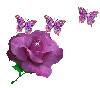 Background - Butterflies and Purple Rose