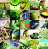 Green Collage