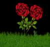 Roses with green grass