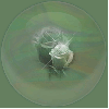 Rose in bubble