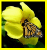 Background - Yellow Flower with Butterfly