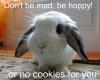 Funny bunny:D!