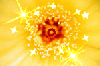 Background - Yellow Sparkle Flower
