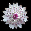 Background - White Sparkle Flower