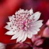 Background - White and Pink Flower