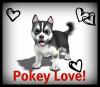 Pokey Husky
