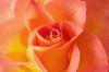 Background - Orange Rose