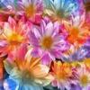Background - Colorful Flowers
