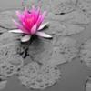 Background - Pink Water Lily
