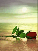rose on the beach