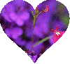 Background - Purple & Pink Flowers