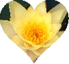 Background - Yellow Flower