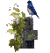 Bluebird Visitor - Rita