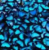 abstract blue butterflys