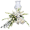 flores blancas & luz