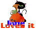 Cat and Pumpkin - Jane loves it