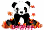 Fall panda - Sydney