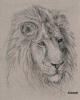 lion drawed by me