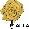 Yellow Rose Carina