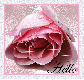 hello pink rose