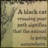a black cat crossing
