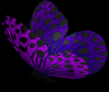 purple buterfly