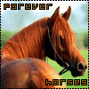 Forever Horses