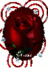 Rose portrait
