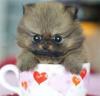 KITTY IN TEA CUP